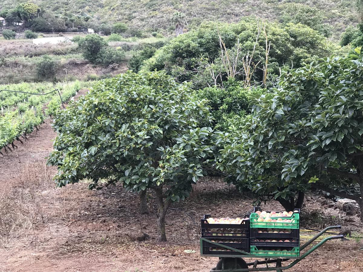 Tegueste Finca El Vergel Rural מראה חיצוני תמונה
